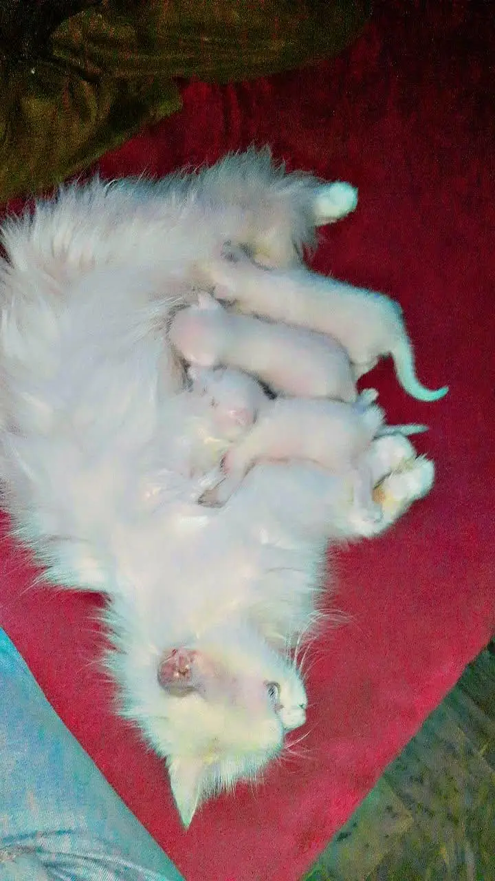 beautiful healthy kittens 1 male two female — photo 7