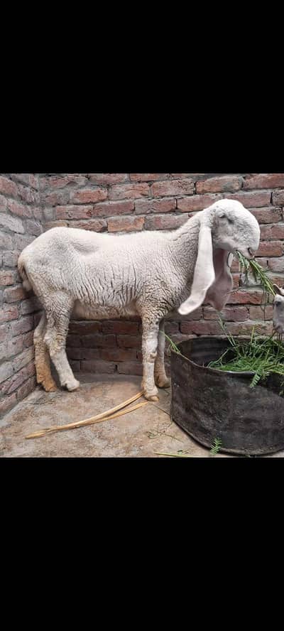 kaki sheep, bhair