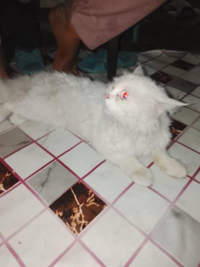 bohat payri Billi he 03096754914