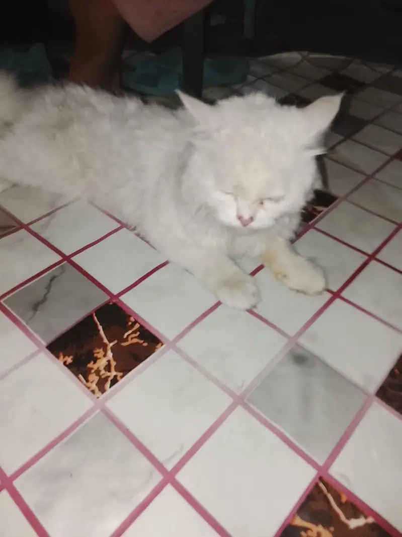 bohat payri Billi he 03096754914 — photo 2