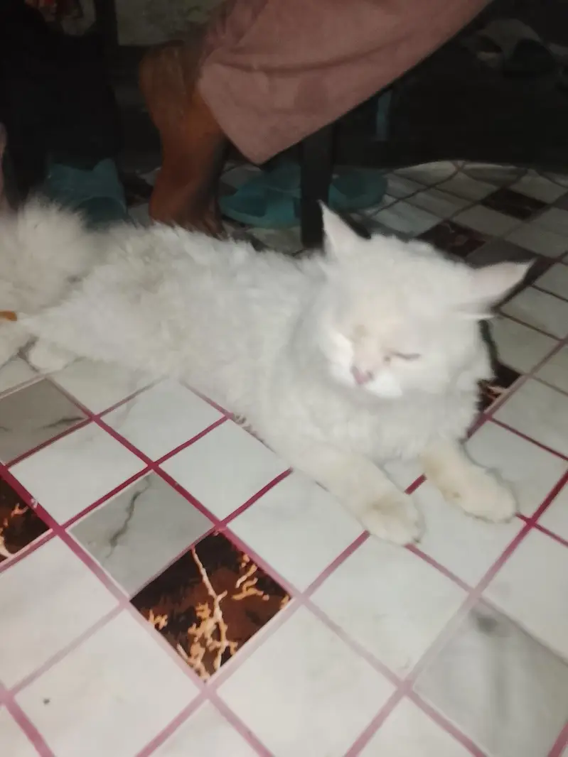 bohat payri Billi he 03096754914 — photo 3