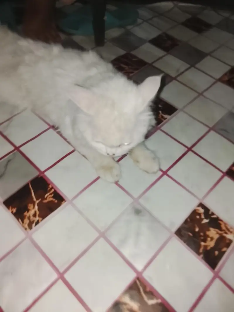 bohat payri Billi he 03096754914 — photo 5
