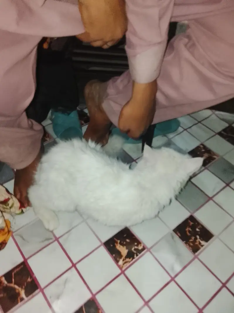 bohat payri Billi he 03096754914 — photo 6