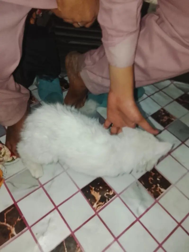 bohat payri Billi he 03096754914 — photo 7