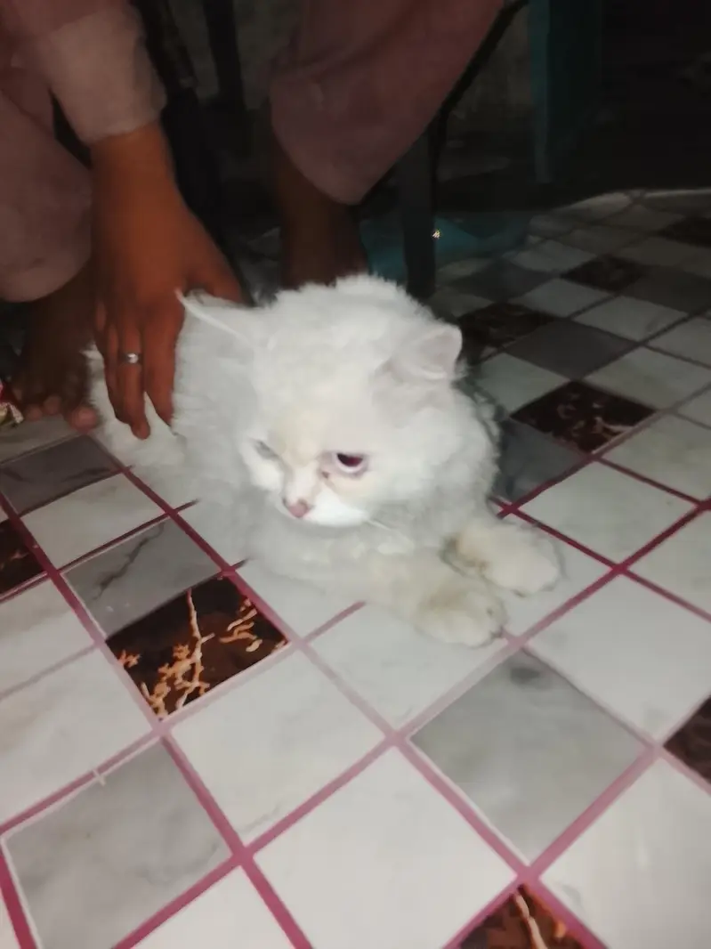 bohat payri Billi he 03096754914 — photo 8