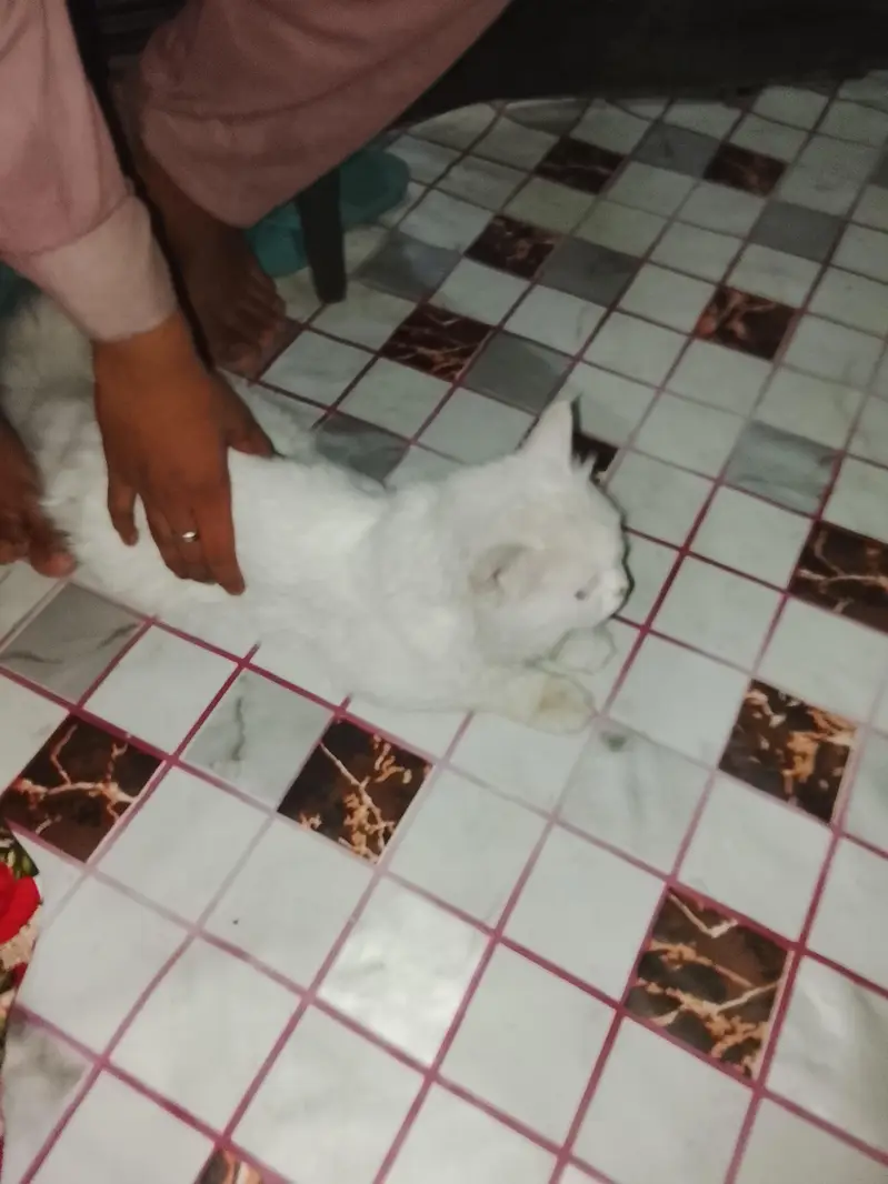 bohat payri Billi he 03096754914 — photo 9