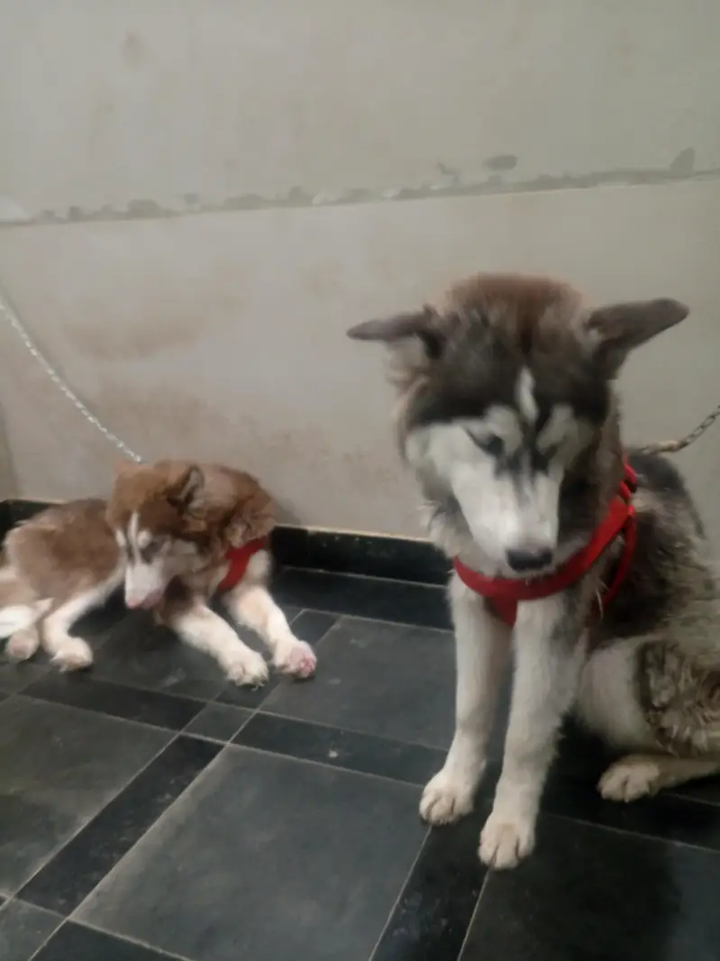 Siberian husky Dog — photo 2