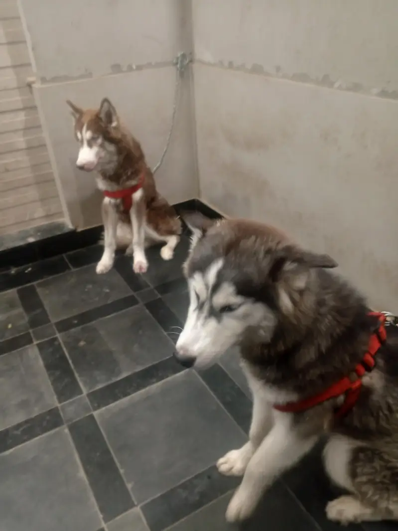 Siberian husky Dog — photo 3