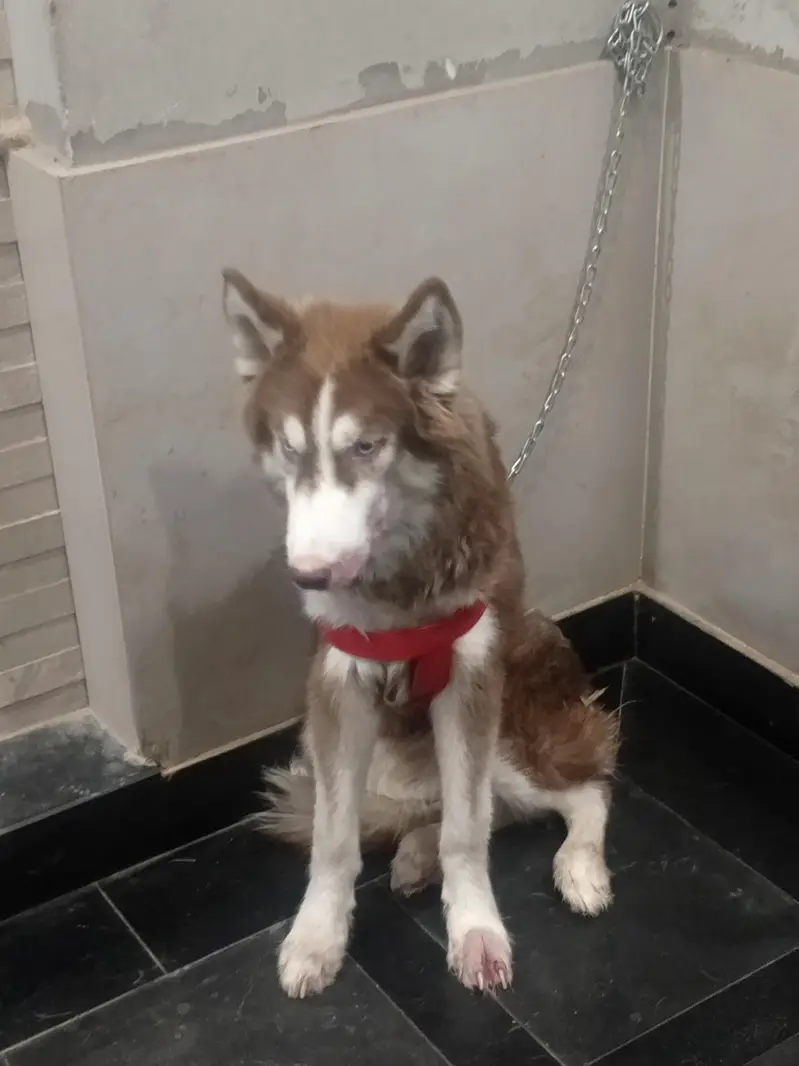 Siberian husky Dog — photo 4