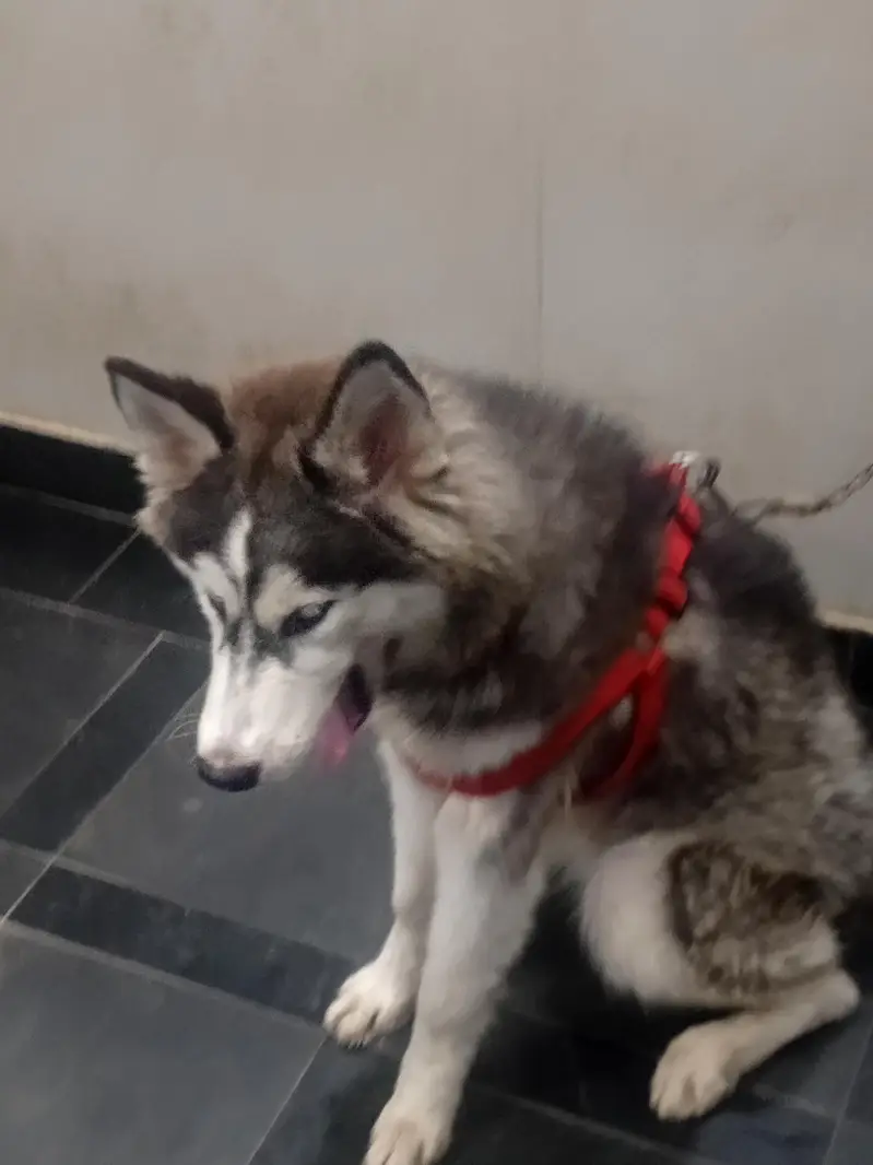 Siberian husky Dog — photo 5