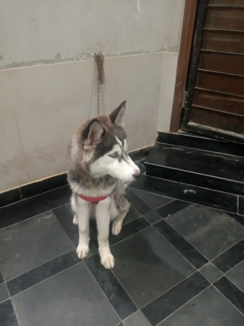 Siberian husky Dog — photo 6