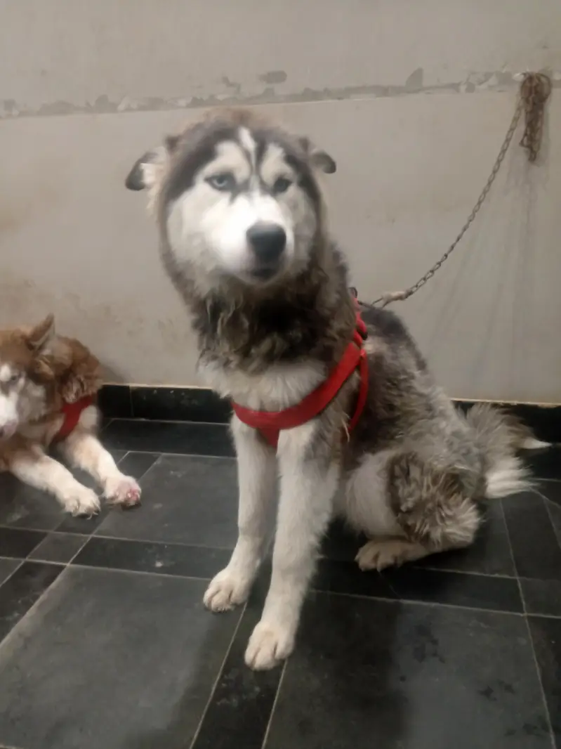 Siberian husky Dog — photo 7