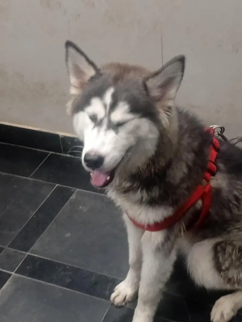 Siberian husky Dog — photo 8