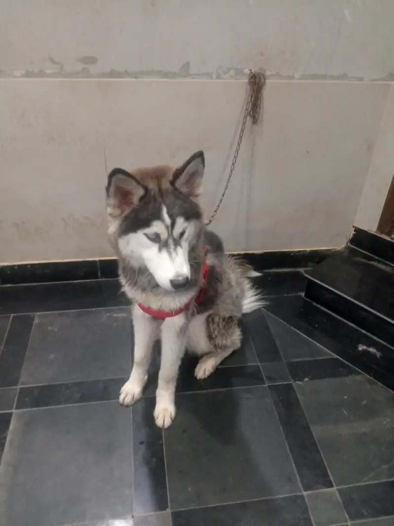 Siberian husky Dog — photo 9