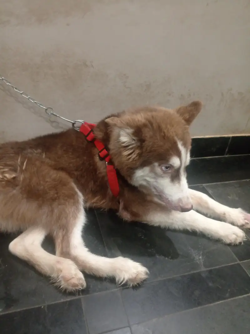 Siberian husky Dog — photo 10