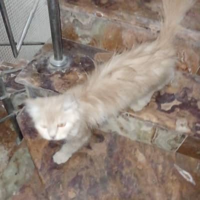 home breed  laith beraon