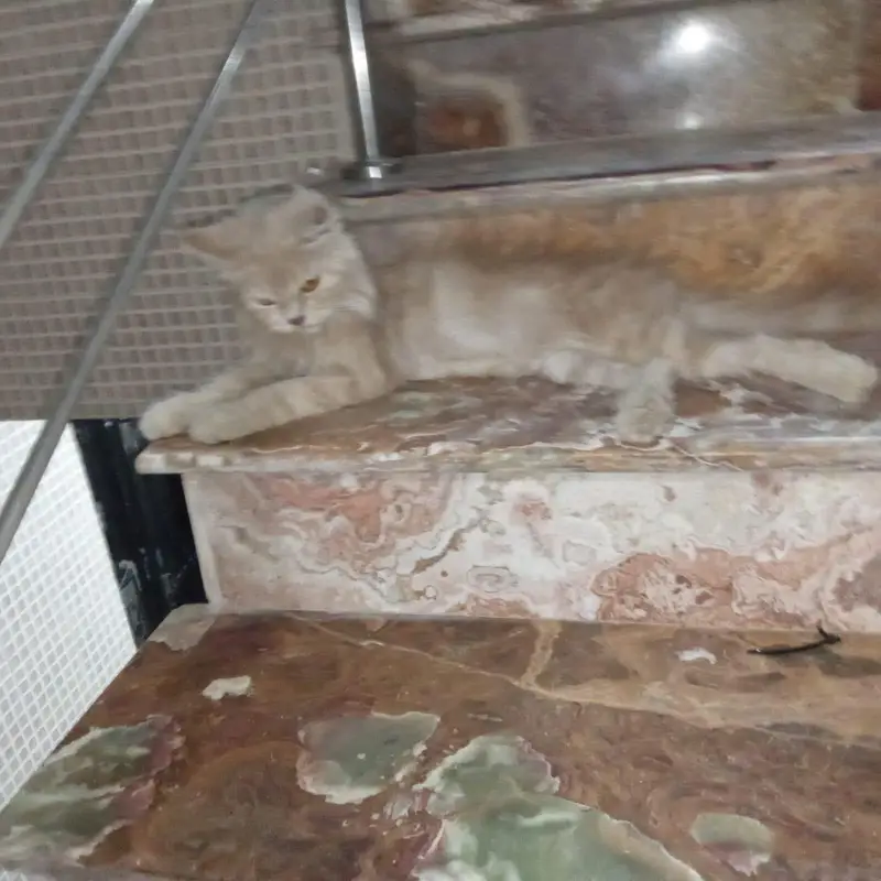 home breed  laith beraon — photo 2