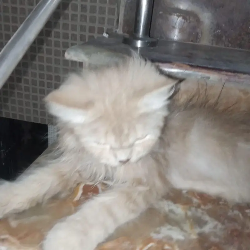 home breed  laith beraon — photo 3