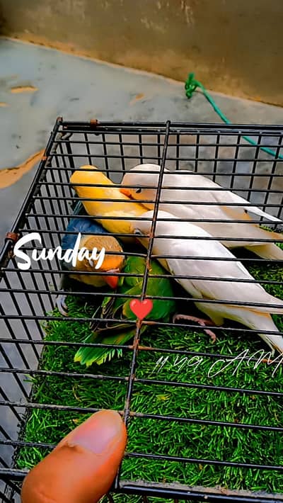 Love bird
