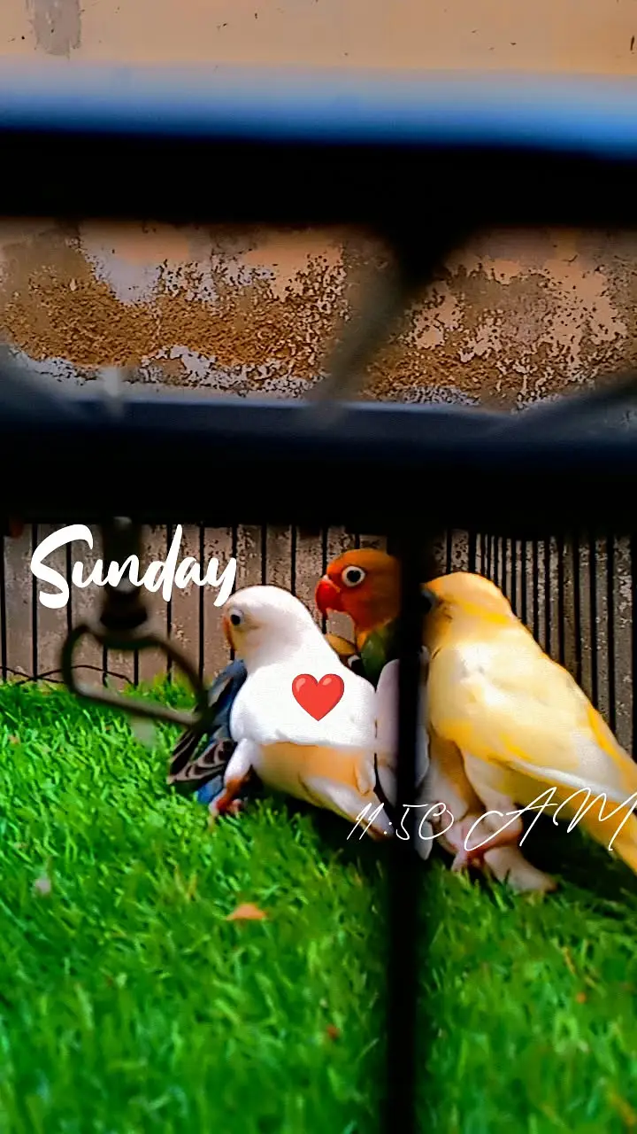 Love bird — photo 2