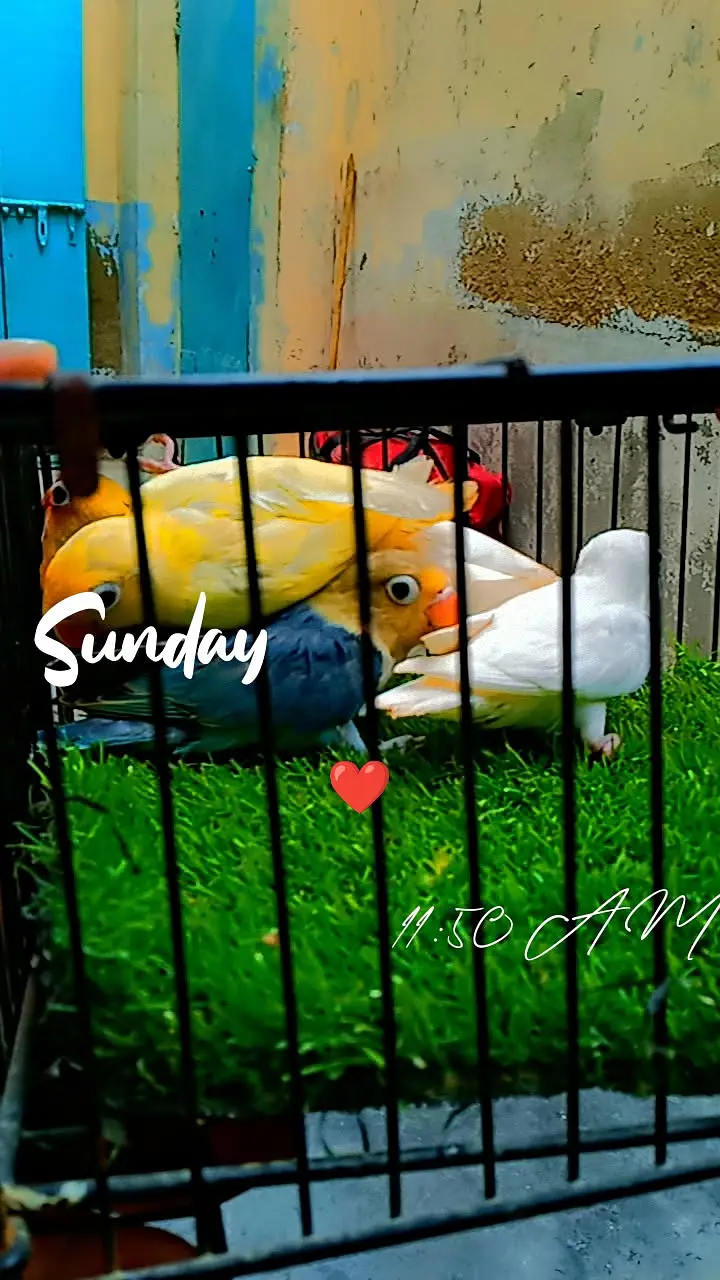 Love bird — photo 3