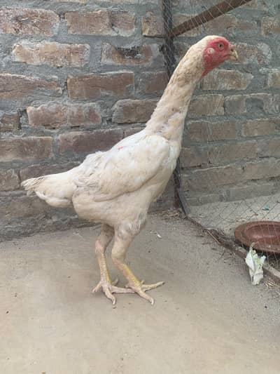 Lamby hight healthy