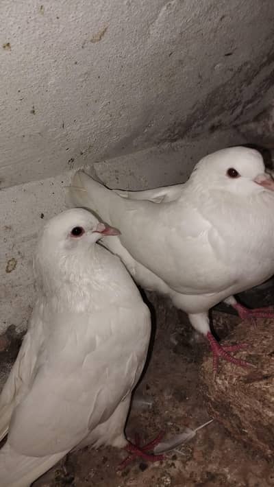 Modena king pair . young breeder pair