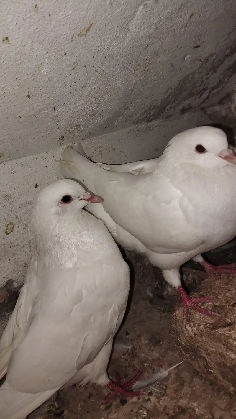 Modena king pair . young breeder pair