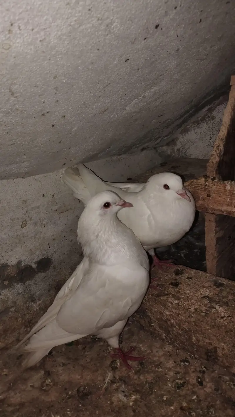 Modena king pair . young breeder pair — photo 2