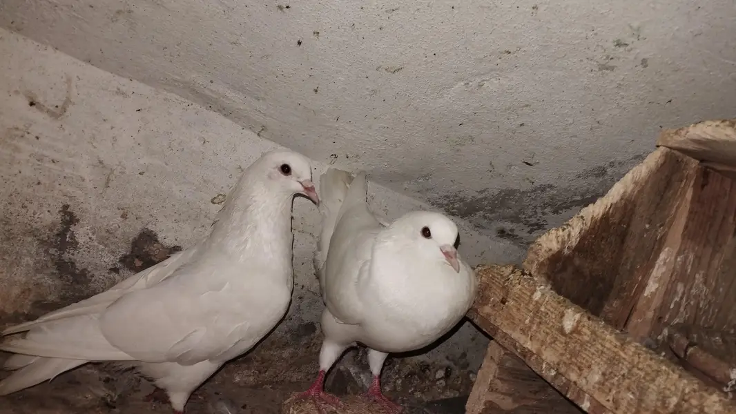 Modena king pair . young breeder pair — photo 3
