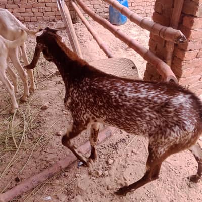 make cheni