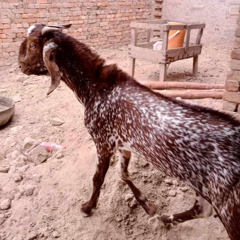 make cheni 1