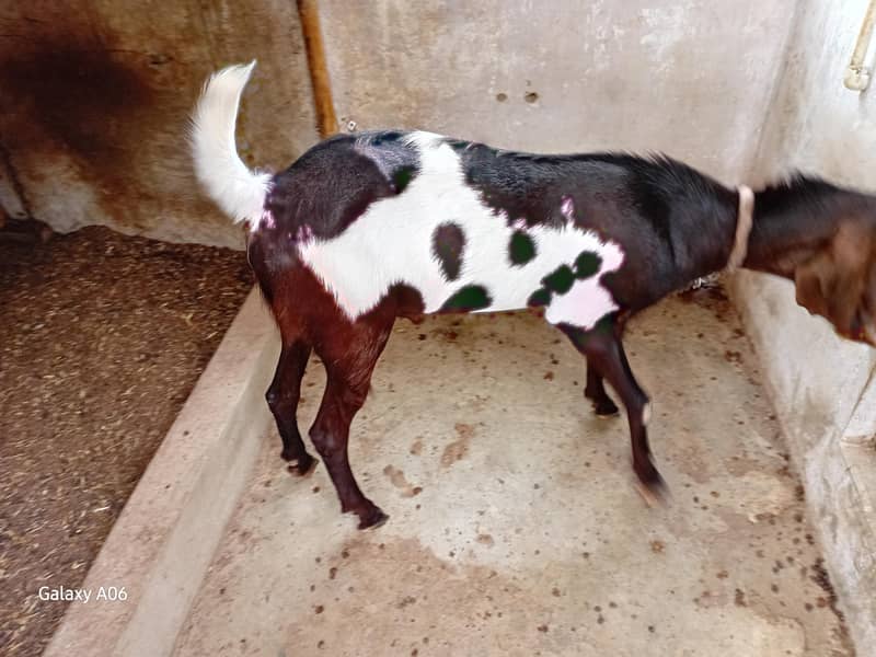 printed breeder bakra 2