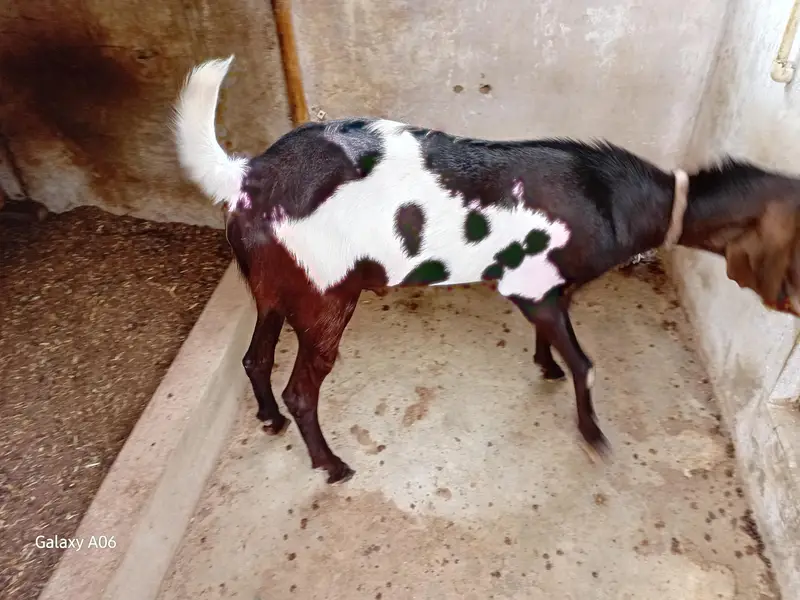 printed breeder bakra — photo 3