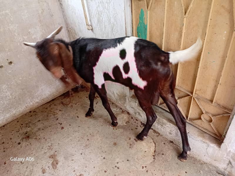 printed breeder bakra 3