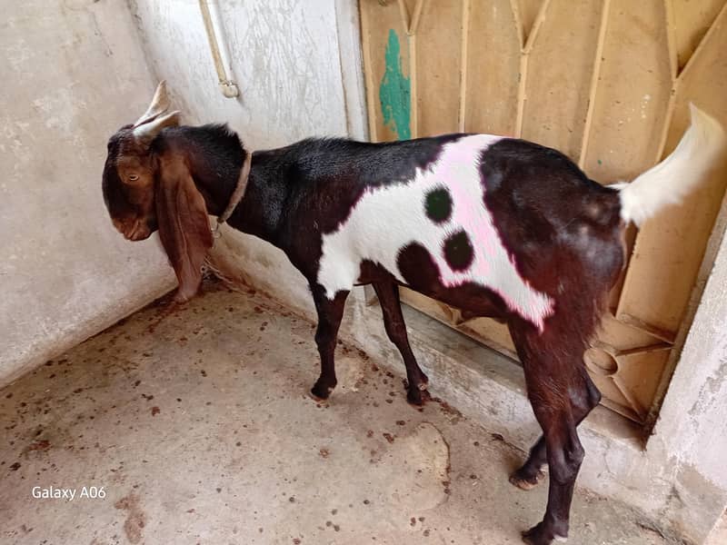 printed breeder bakra 4