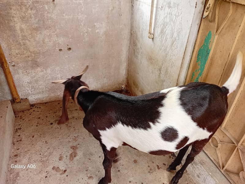 printed breeder bakra 5