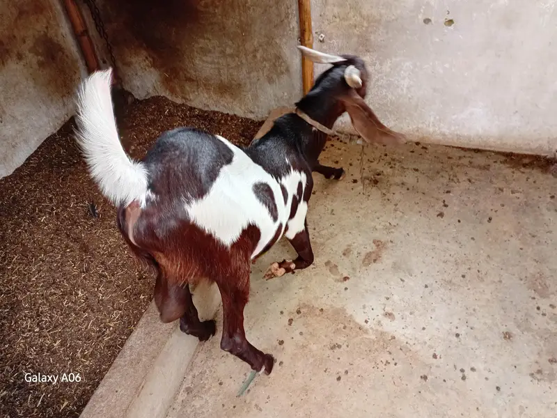 printed breeder bakra — photo 7