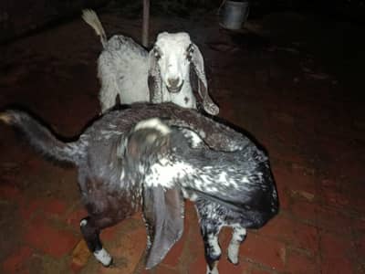 goats pair for sale urgent 03141729183