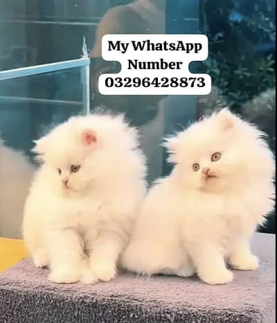 Persion Cat 2 month age for sale