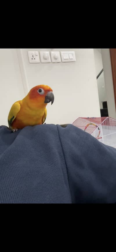 sun conure hand tame