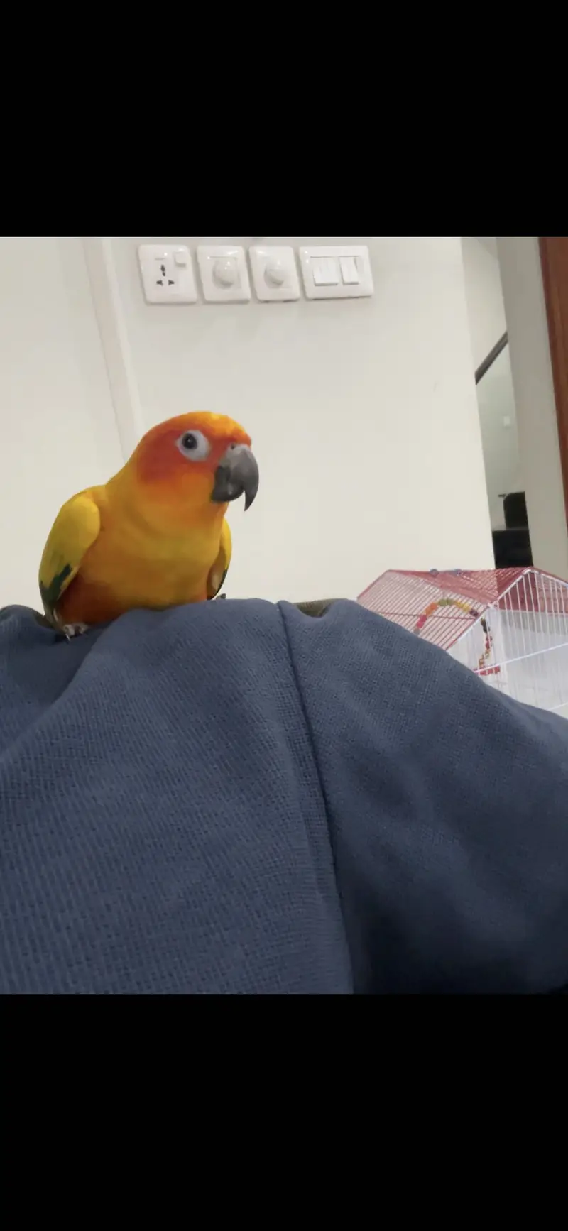 sun conure hand tame — photo 2