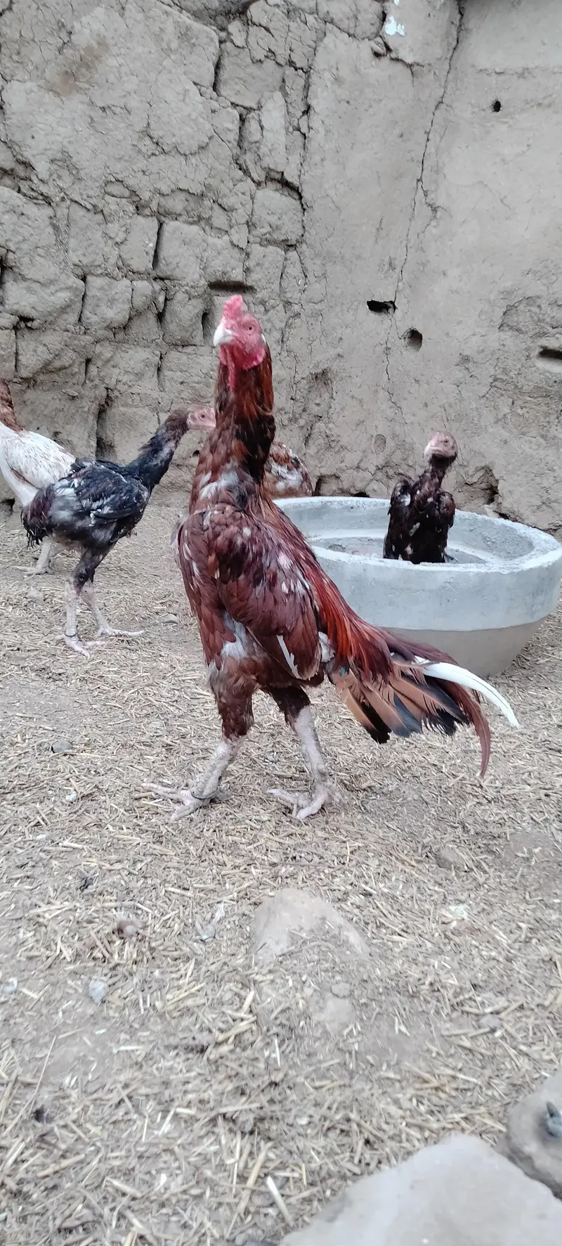 Pure meyanwali aseel — photo 2