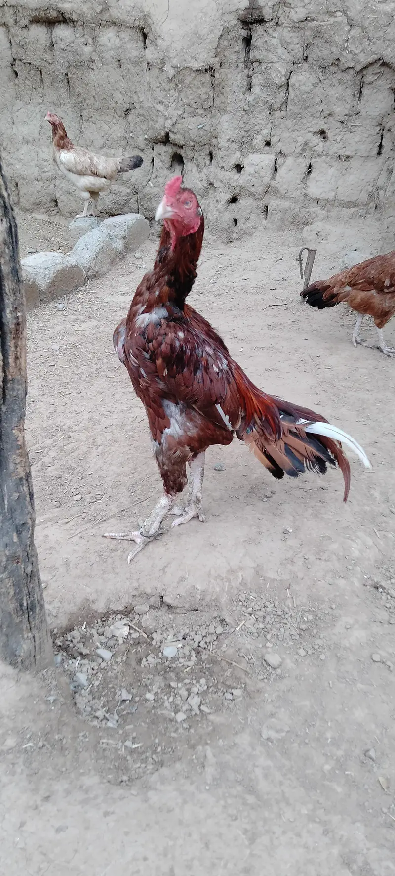 Pure meyanwali aseel — photo 3