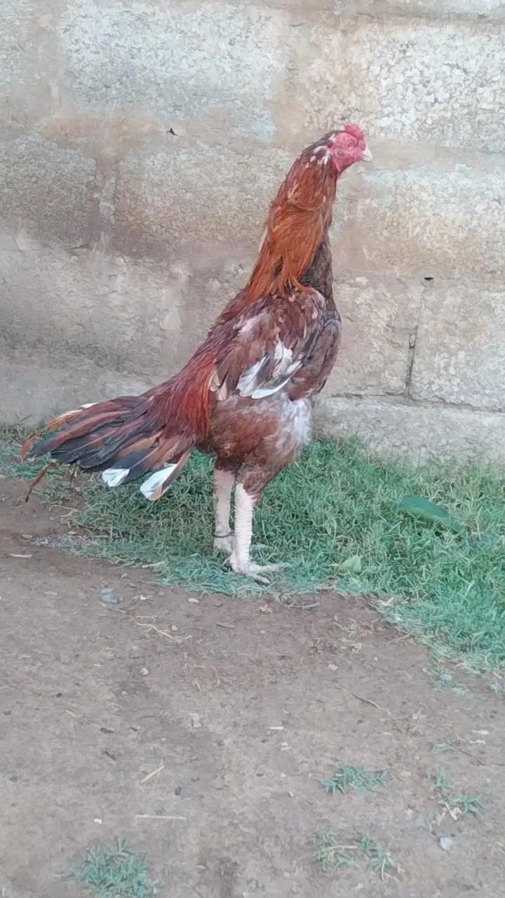 Pure meyanwali aseel — photo 4