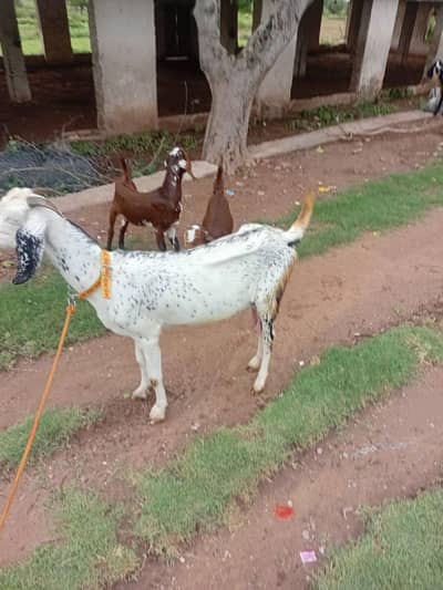Bakri for sale
