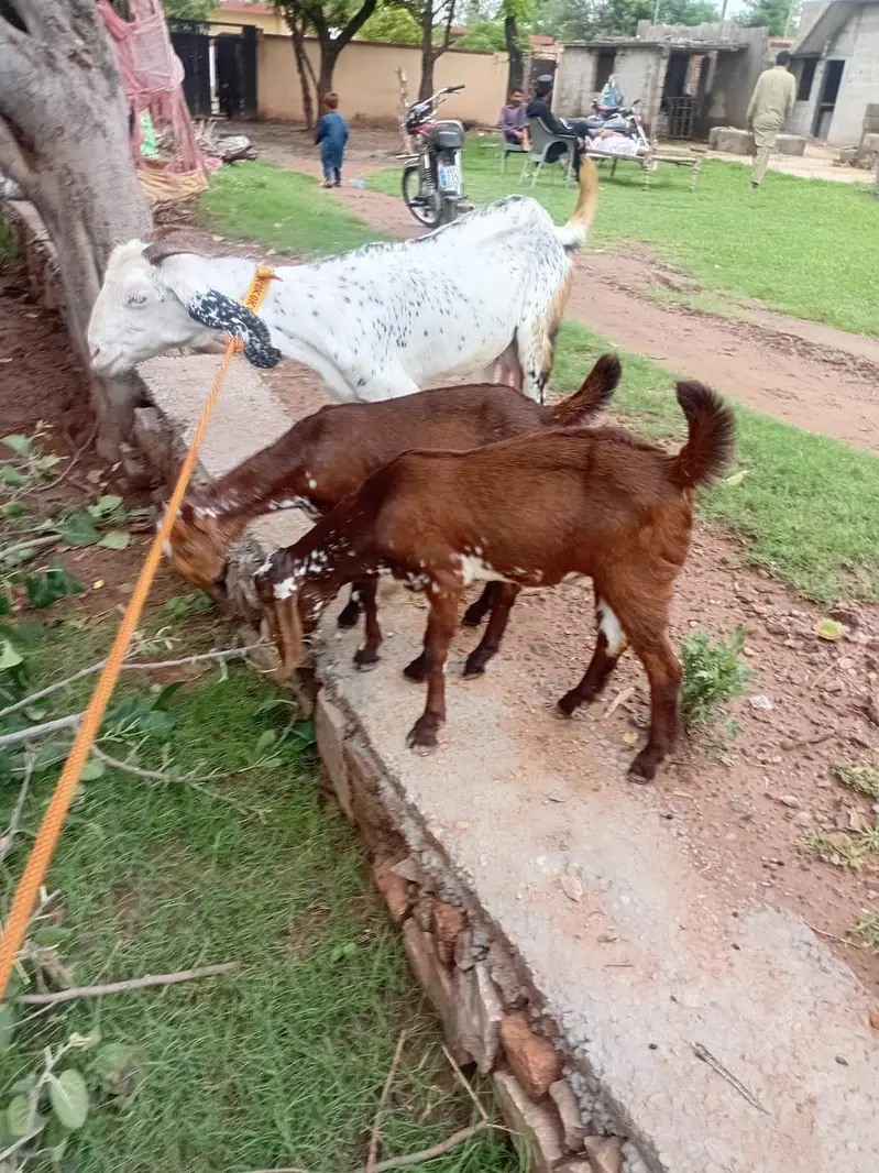 Bakri for sale — photo 2