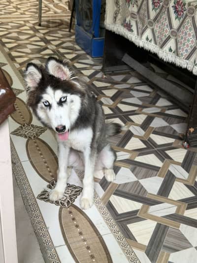 Siberian Husky