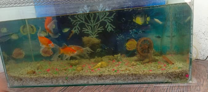 Aqurium tank , Fishes with oxygen cylender