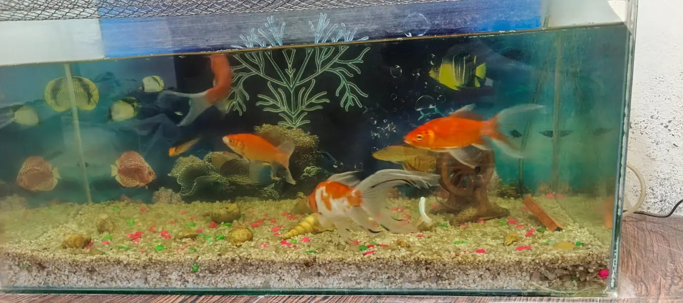 Aqurium tank , Fishes with oxygen cylender — photo 2
